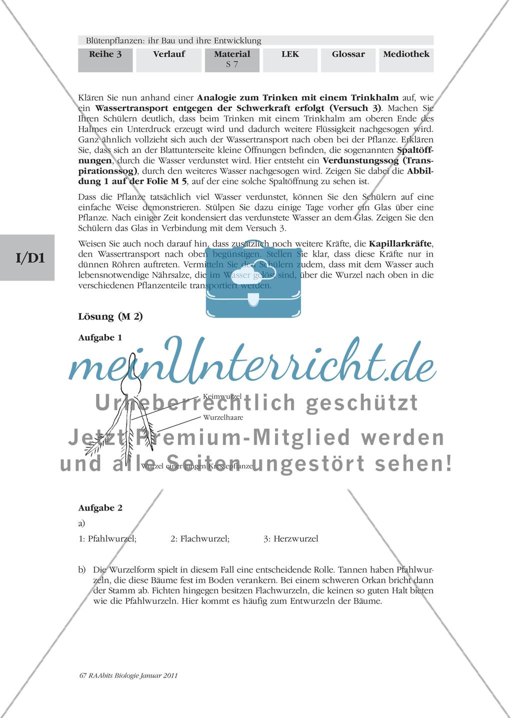 Blütenpflanzen: ihr Bau und ihre Entwicklung M2-M3 Preview 4