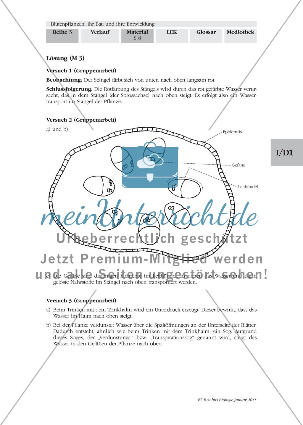 Blütenpflanzen: ihr Bau und ihre Entwicklung M2-M3 Preview 5