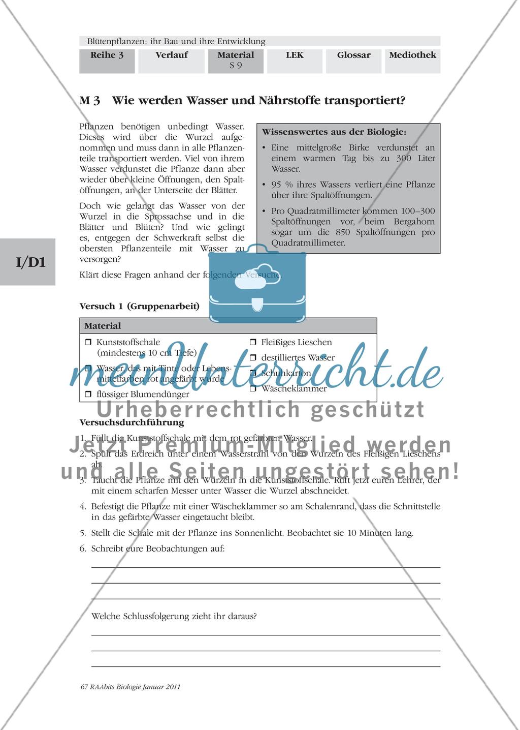 Blütenpflanzen: ihr Bau und ihre Entwicklung M2-M3 Preview 6