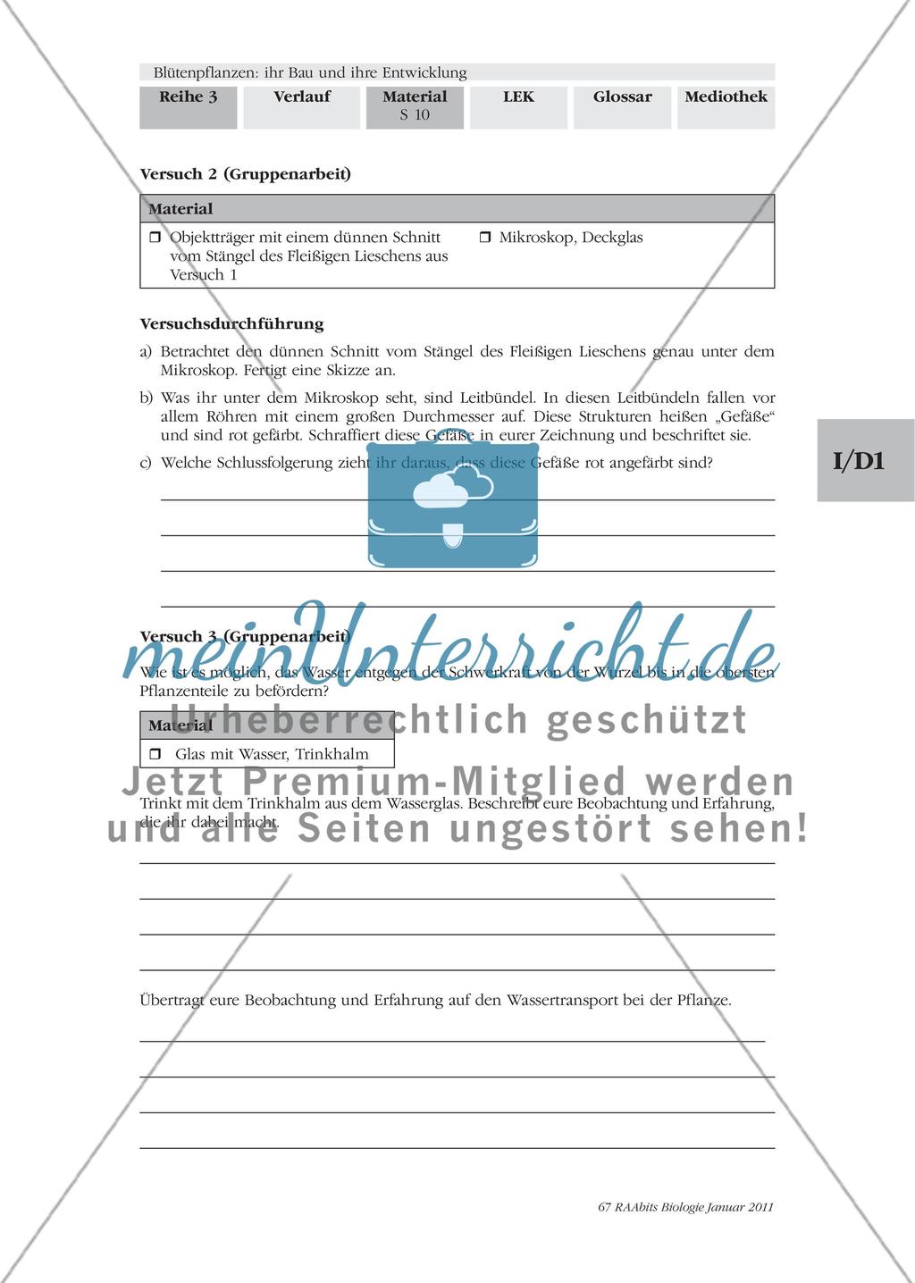 Blütenpflanzen: ihr Bau und ihre Entwicklung M2-M3 Preview 7