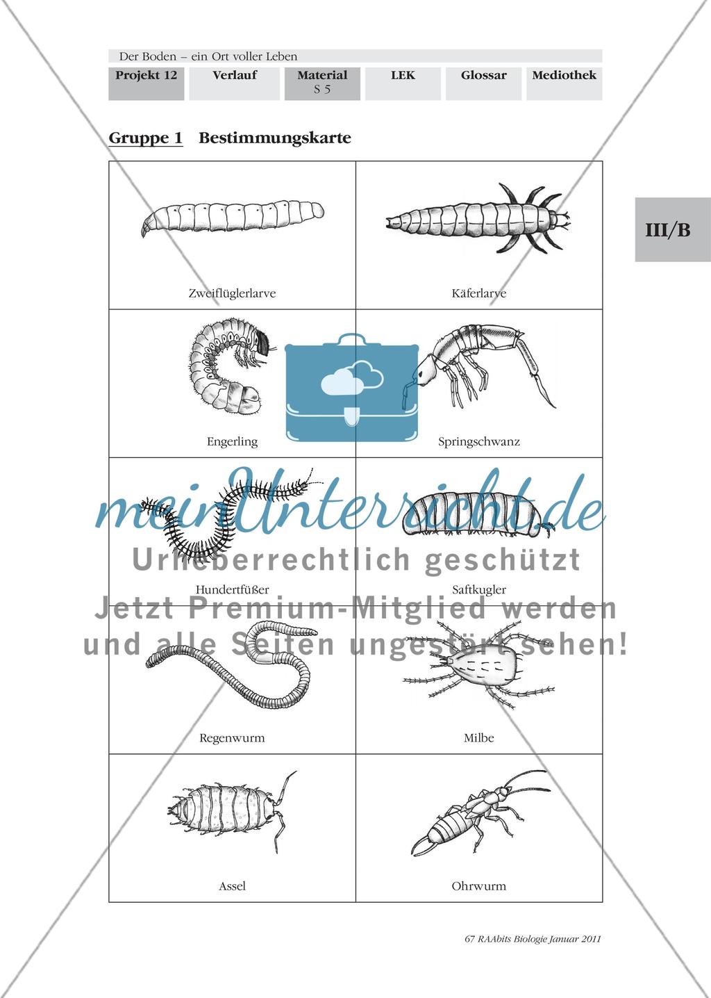 Was kriecht und krabbelt denn da? Wir untersuchen und bestimmen Bodentiere Preview 4