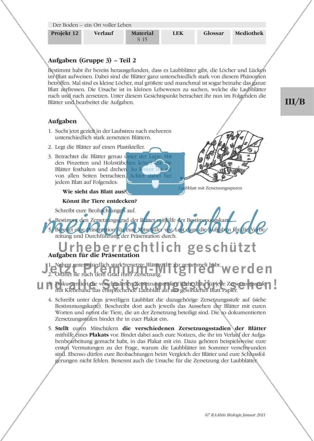 Wo ist denn das ganze Laub geblieben? – Der Zersetzung der Laubblätter auf der Spur Preview 2