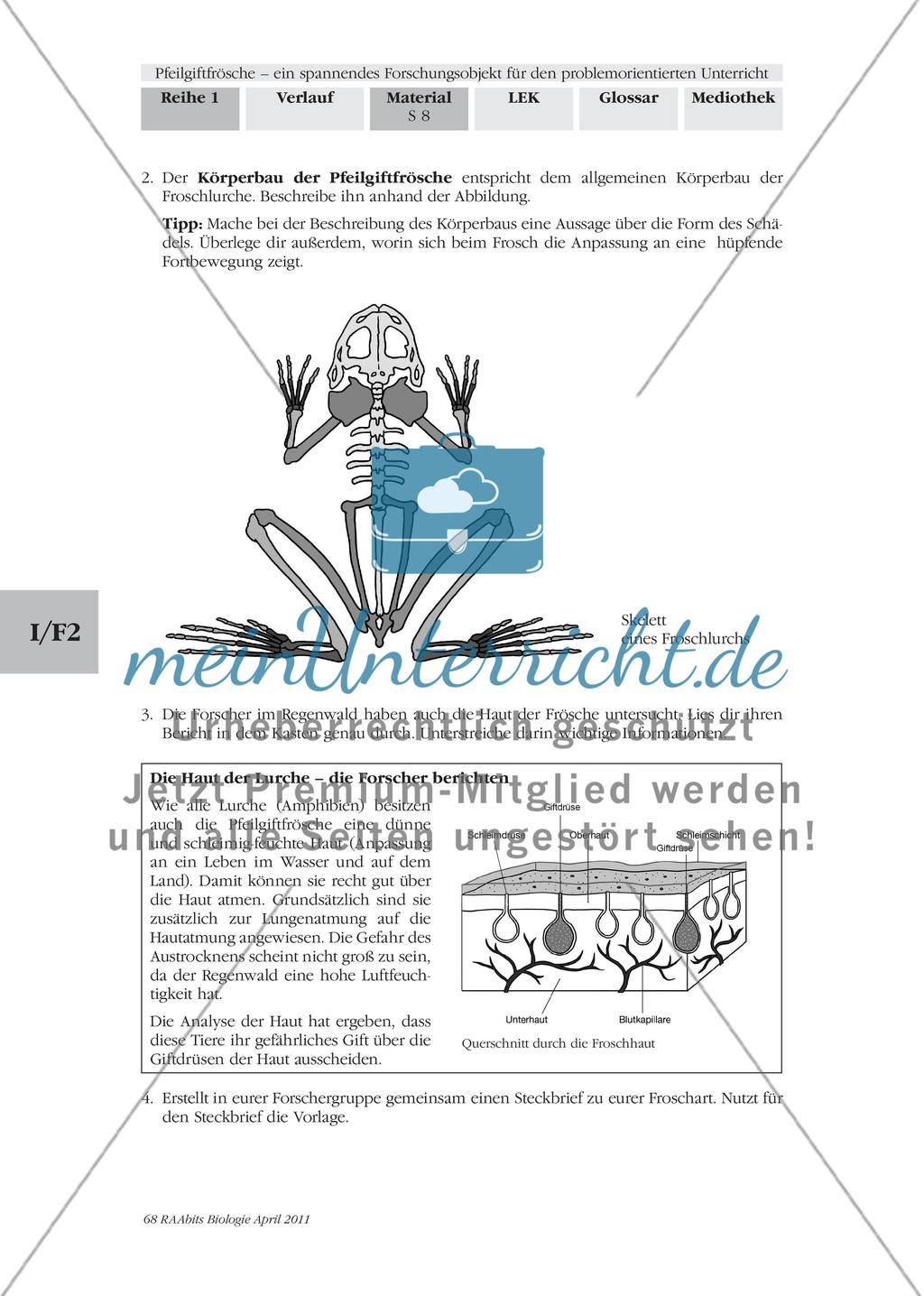 Forschungsauftrag 1 – Merkmale und Eigenschaften von Pfeilgiftfröschen Preview 2