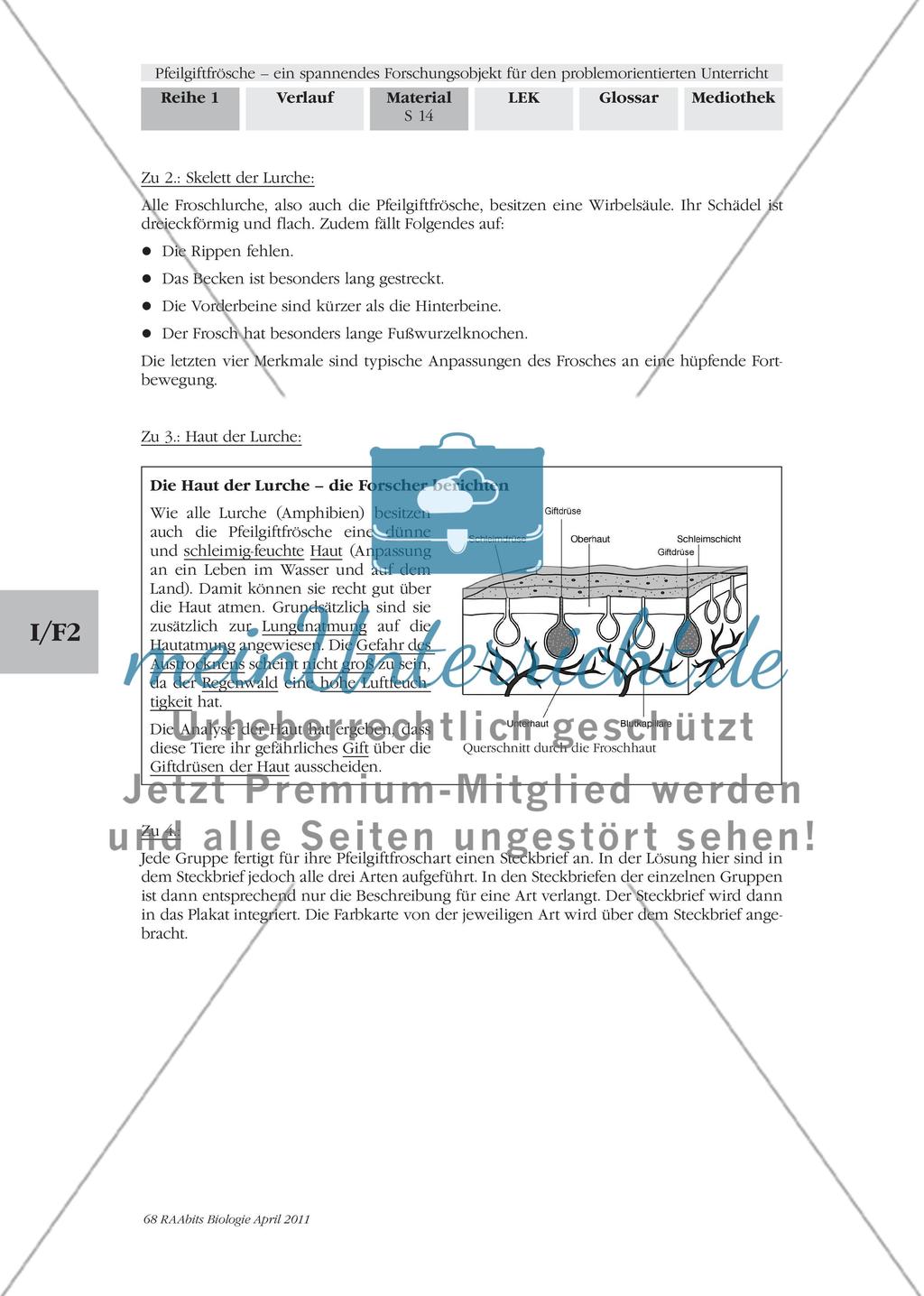 Forschungsauftrag 1 – Merkmale und Eigenschaften von Pfeilgiftfröschen Preview 8