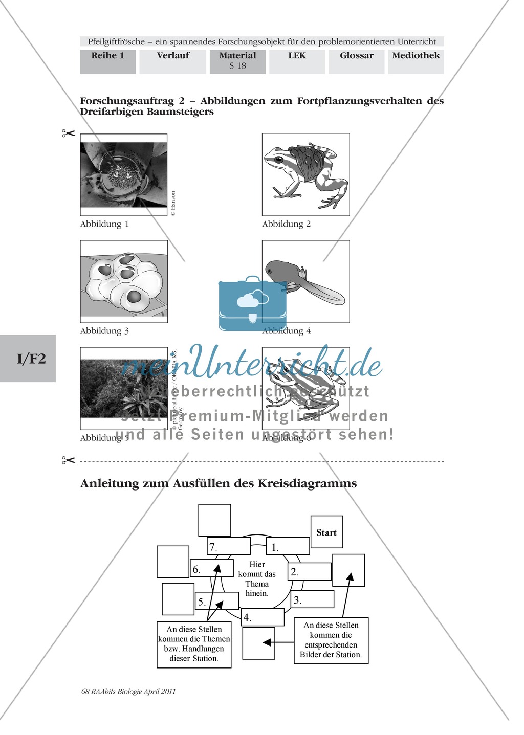 Fortpflanzung von Lurchen am Beispiel von Fröschen: Forschungsauftrag Preview 3