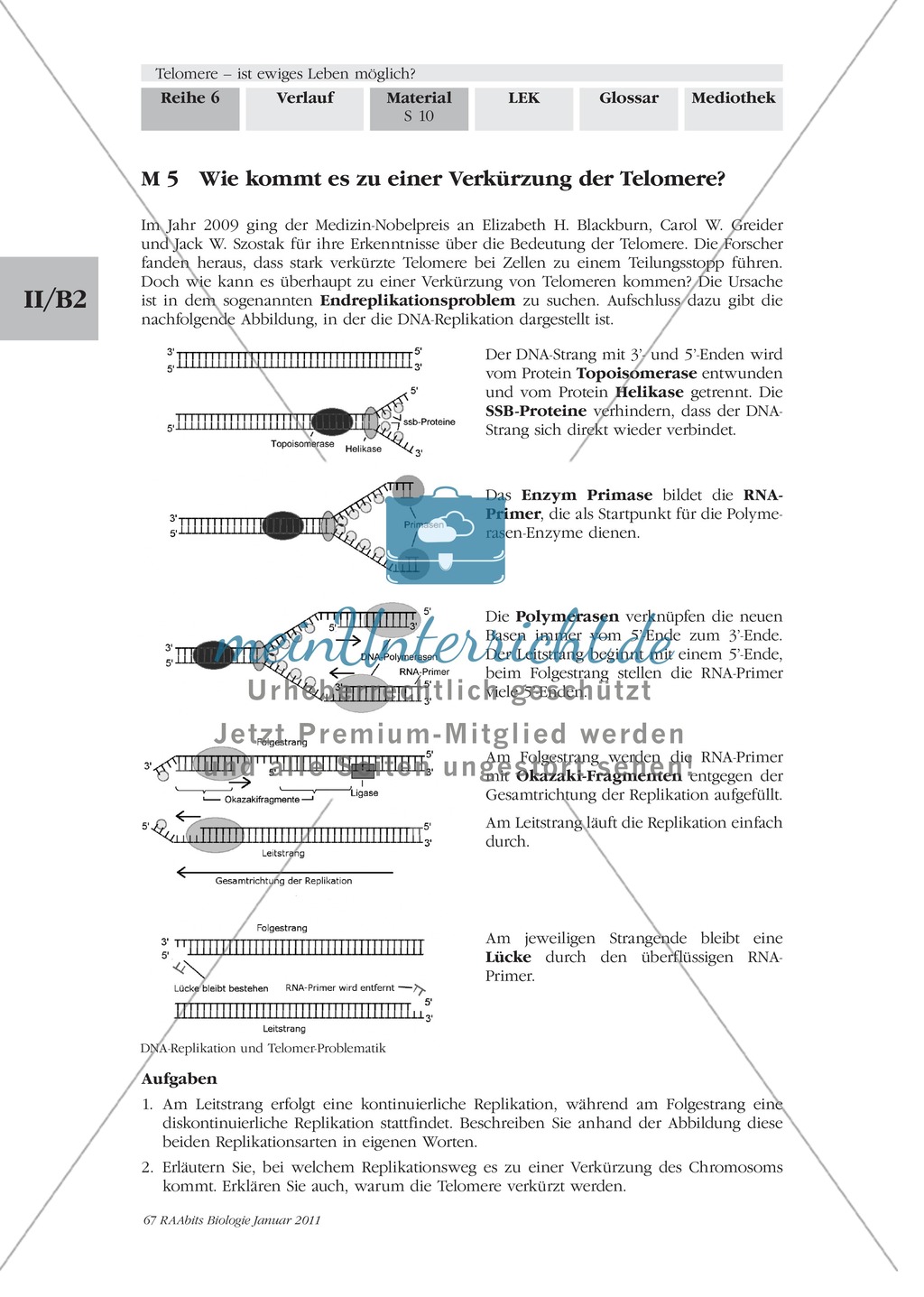 Verkürzung der Telomere: Text Preview 1