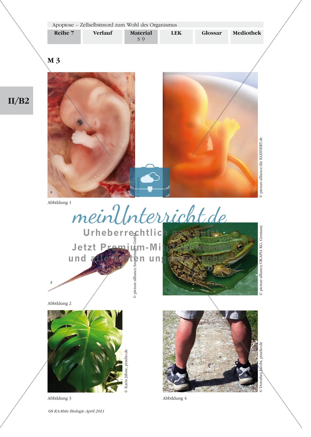 Problemorientierter Einstieg zum Thema Apoptose: Farbfolie Preview 1