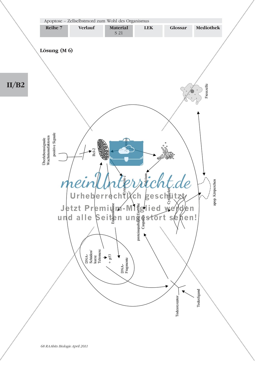 Definition, Wege und Auslöser der Apoptose: Texte, Abbildungen Preview 10