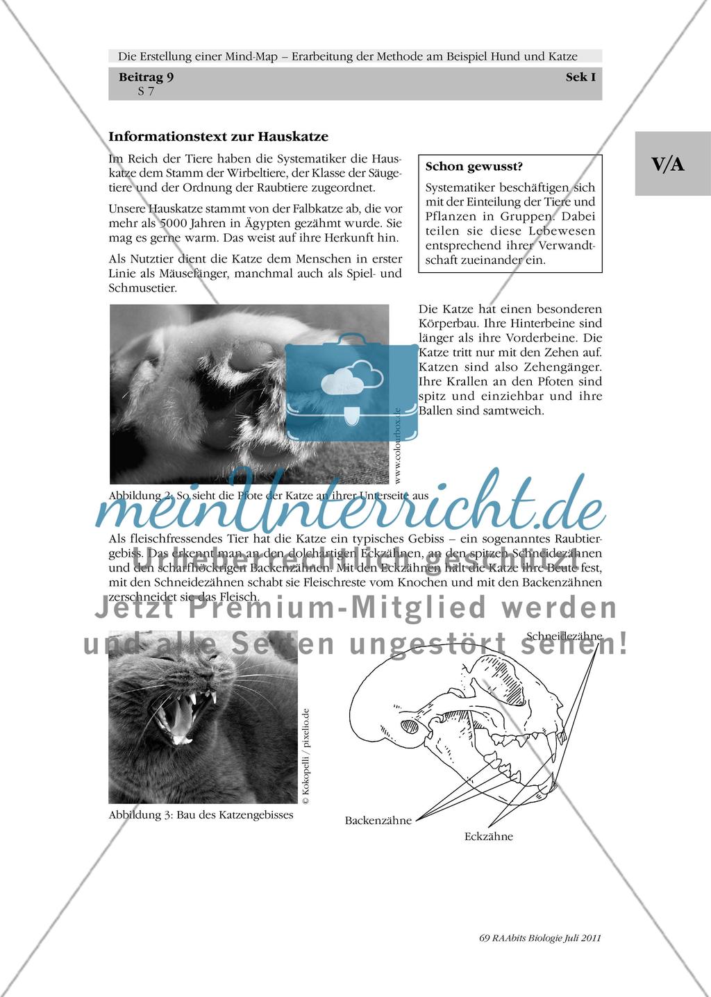 Die Erstellung einer Mind-Map – Erarbeitung der Methode am Beispiel Hund und Katze: M1-M3 Preview 2