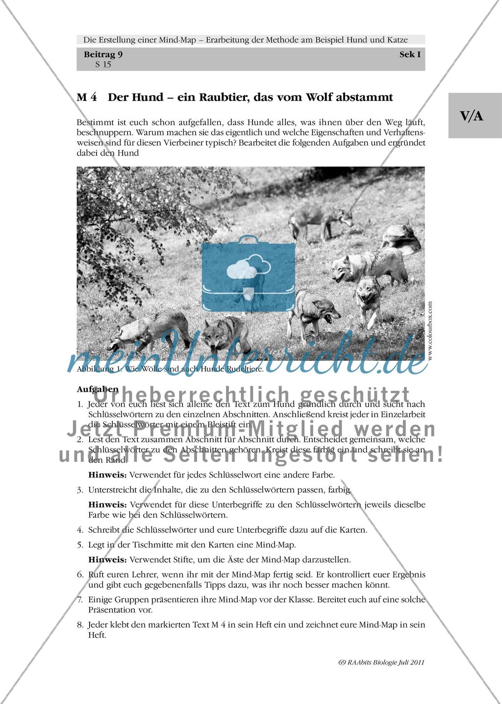 Der Hund – ein Raubtier, das vom Wolf abstammt Preview 1