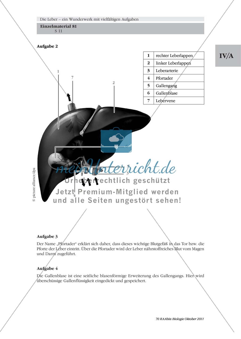 Bau der Leber: Beschriften Preview 4