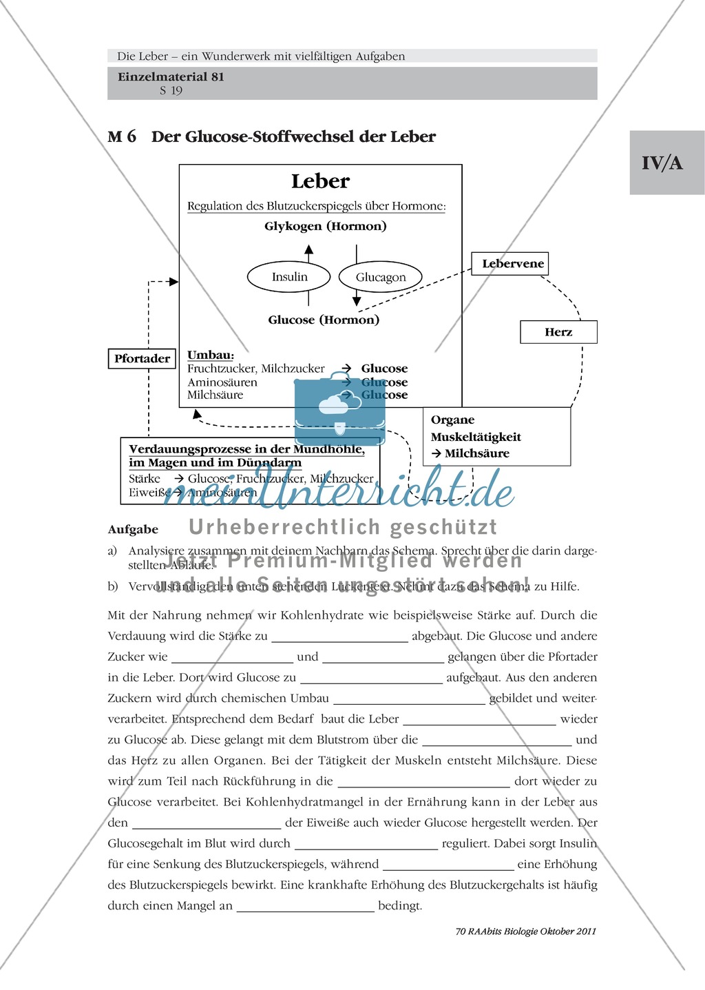 Leber: Glucose-Stoffwechsel, Lückentext Preview 2