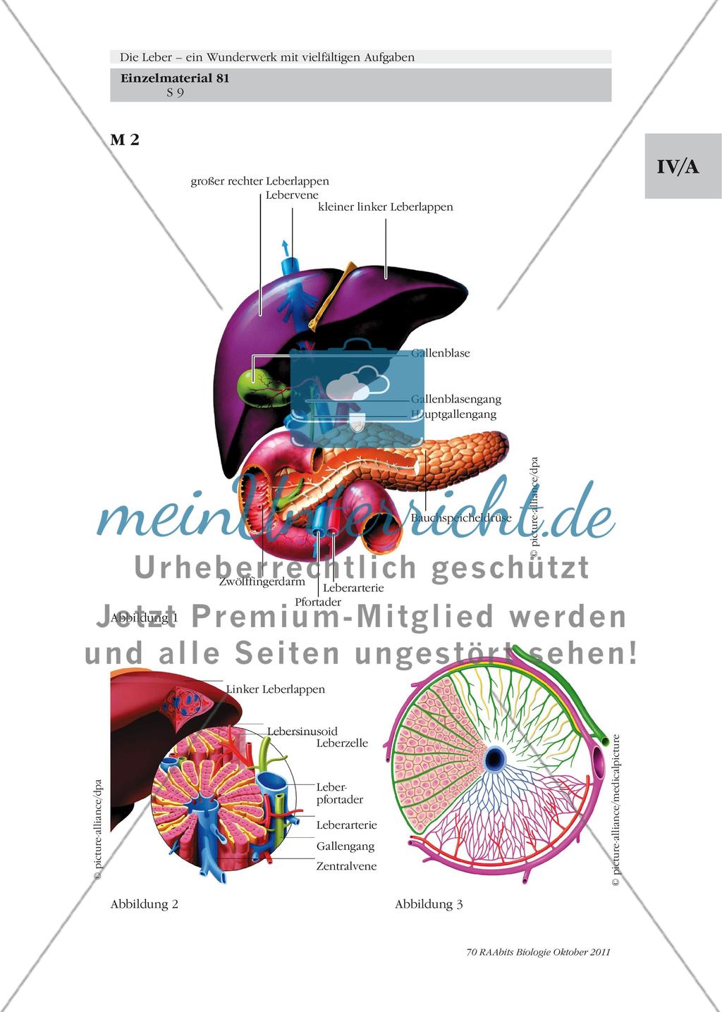 Folie mit Abbildungen zum Bau und Feinbau der menschlichen Leber / Pfortader, Gallengang & Co. – der Bau der Leber Preview 1