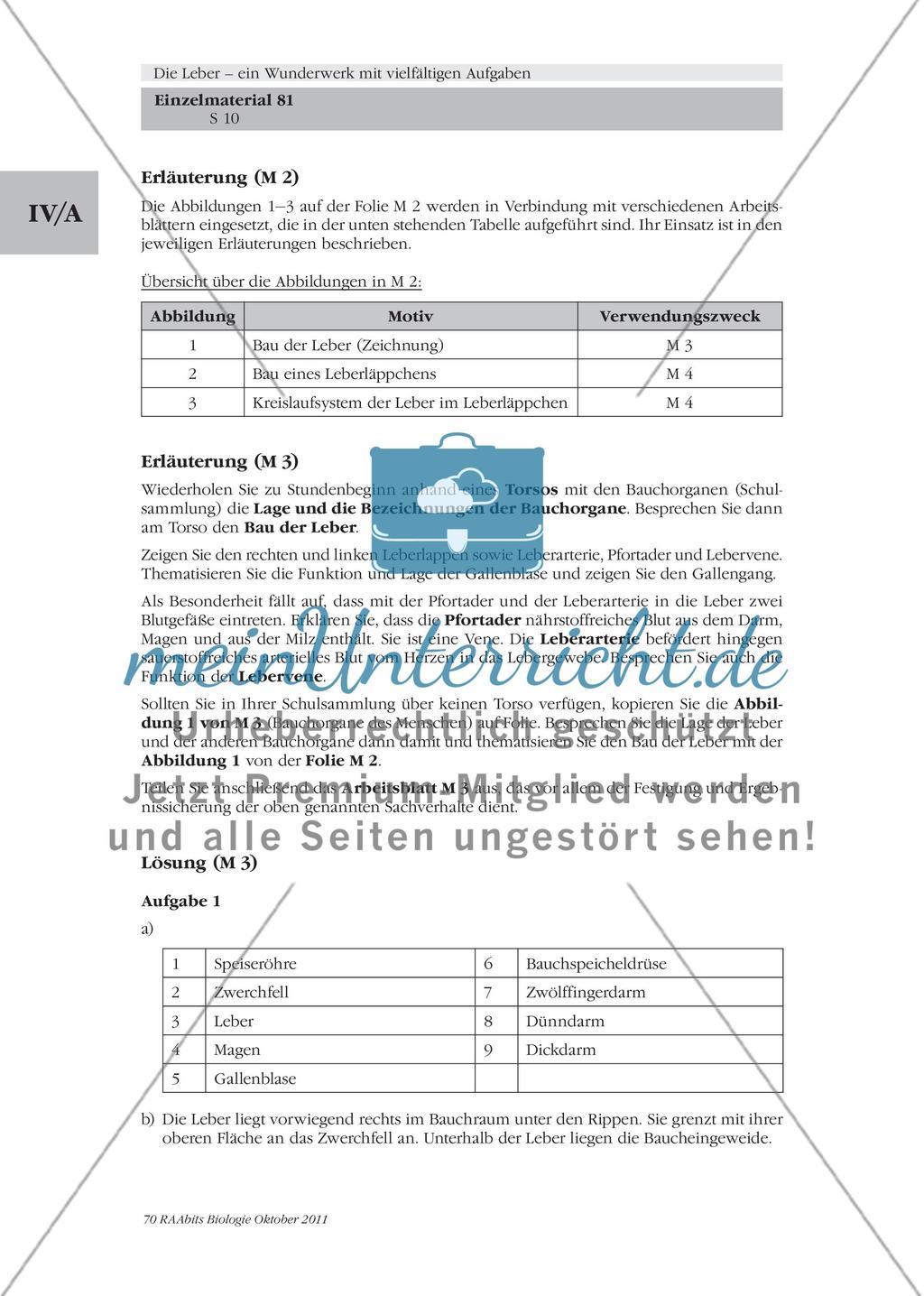 Folie mit Abbildungen zum Bau und Feinbau der menschlichen Leber / Pfortader, Gallengang & Co. – der Bau der Leber Preview 2