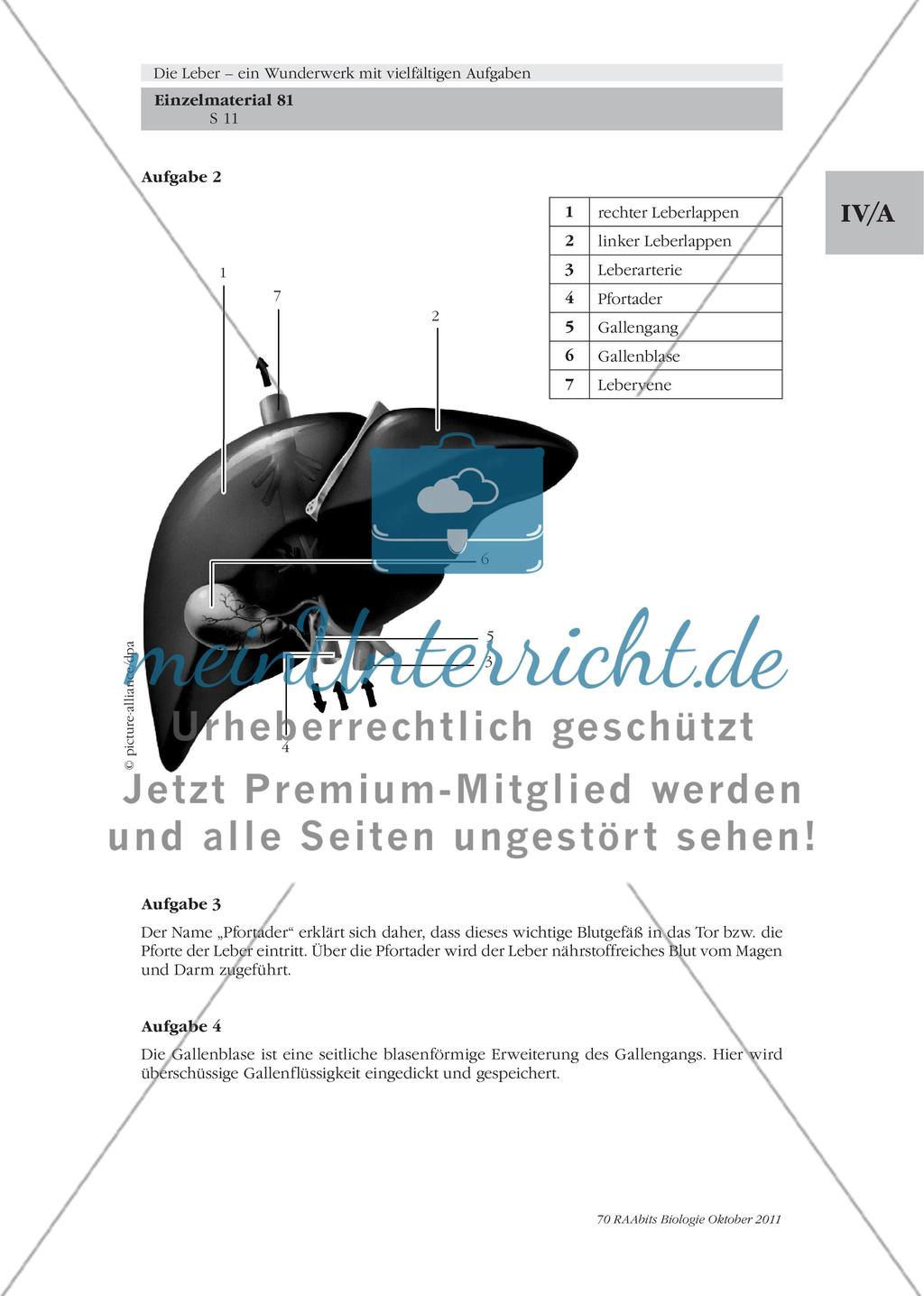 Folie mit Abbildungen zum Bau und Feinbau der menschlichen Leber / Pfortader, Gallengang & Co. – der Bau der Leber Preview 3