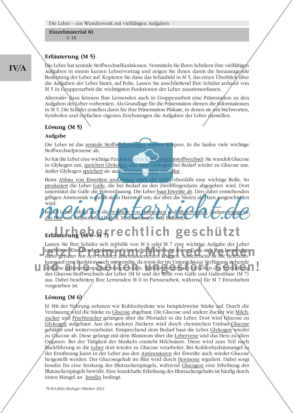 Die Leber – ein lebenswichtiges Stoffwechselorgan / Der Glucose-Stoffwechsel der Leber / Was hat es mit der Gallenflüssigkeit auf sich? Preview 2