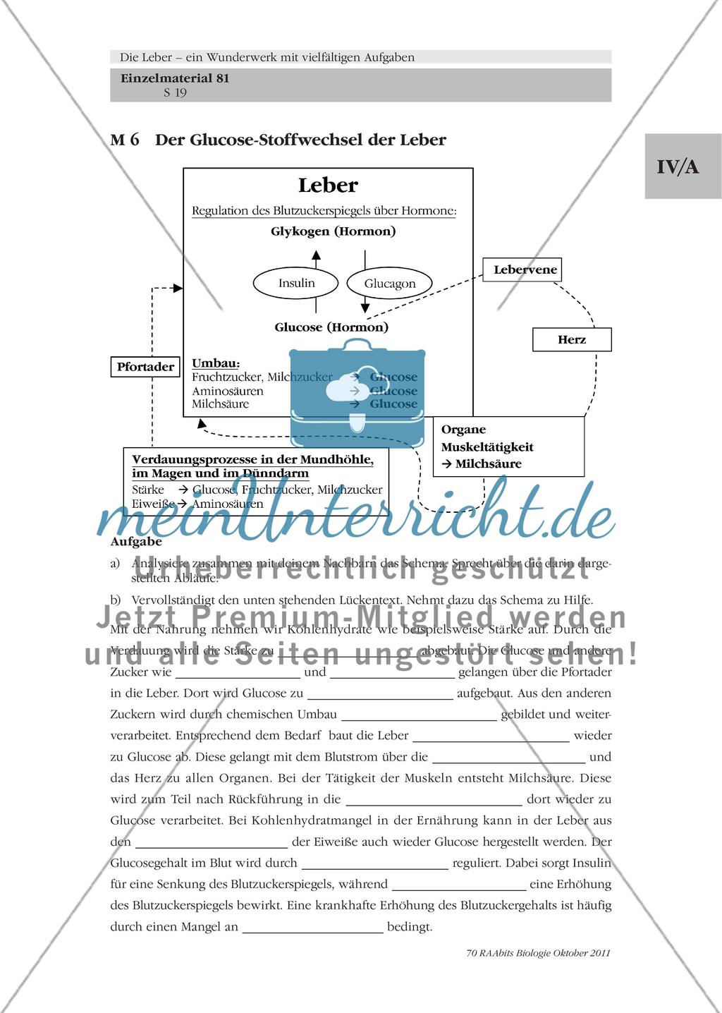 Die Leber – ein lebenswichtiges Stoffwechselorgan / Der Glucose-Stoffwechsel der Leber / Was hat es mit der Gallenflüssigkeit auf sich? Preview 3