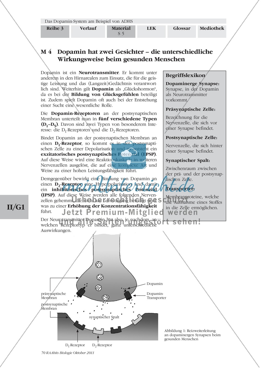 ADHS: Wirkweise von Dopamin: Text Preview 1