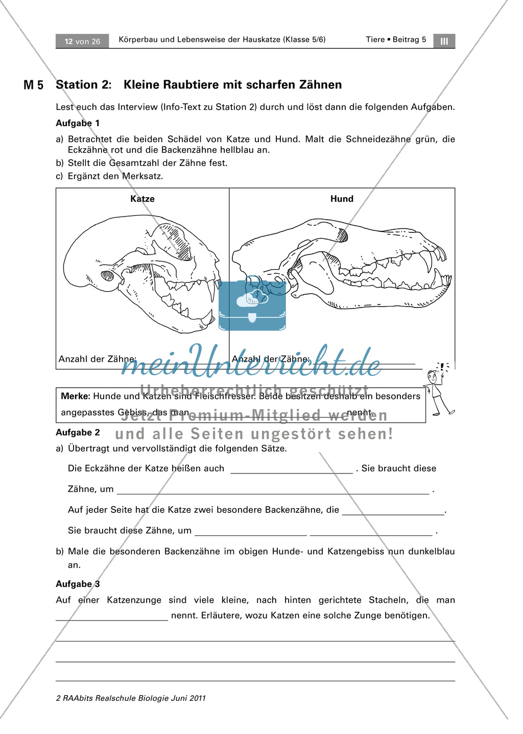 Stationenarbeit Zu Körperbau Und Lebensweise Der Hauskatze