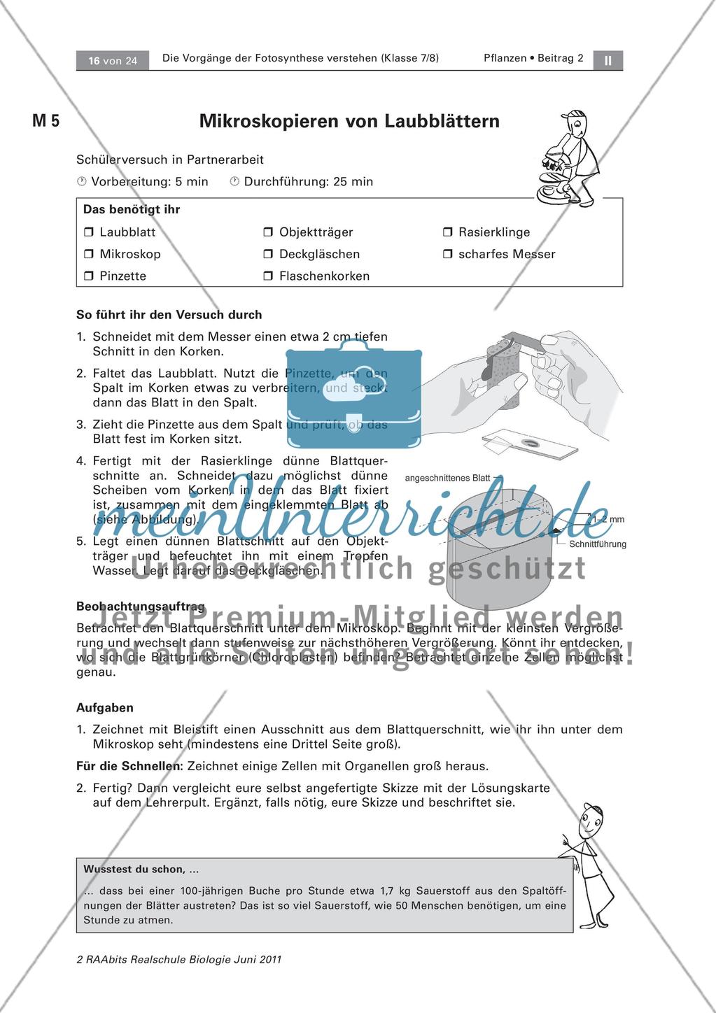 Ein Laubblatt genauer betrachtet Preview 1