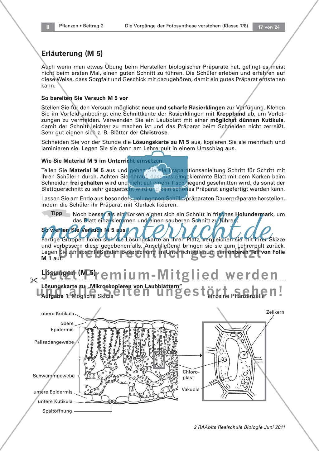 Ein Laubblatt genauer betrachtet Preview 2
