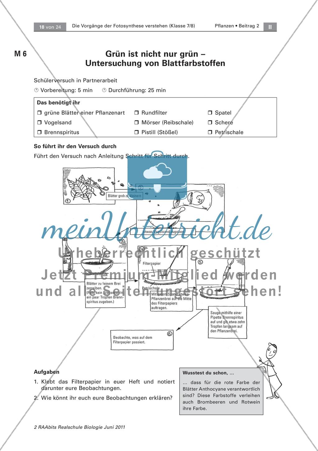 Ein Laubblatt genauer betrachtet Preview 3