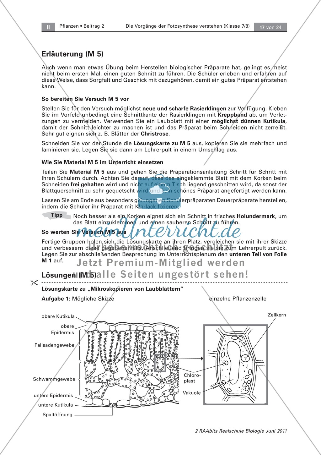 Die Vorgänge der Fotosynthese: Mikroskopieren von Laubblättern + Untersuchung von Blattfarbstoffen Preview 2