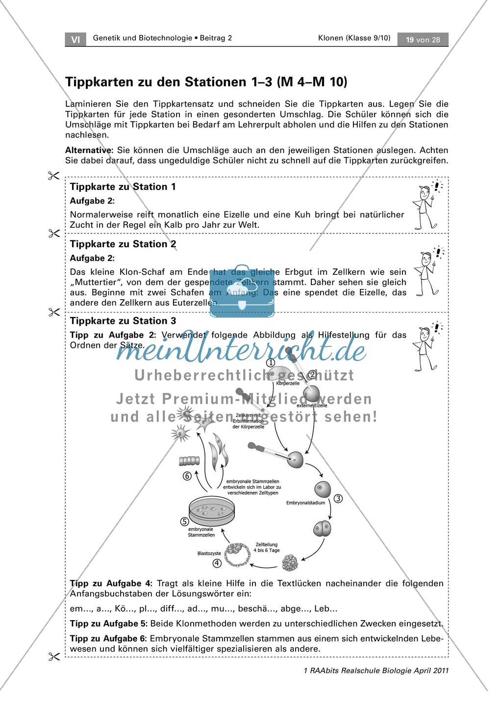 Stammzellenforschung am Beispiel von reproduktivem und therapeutischem Klonen Preview 4