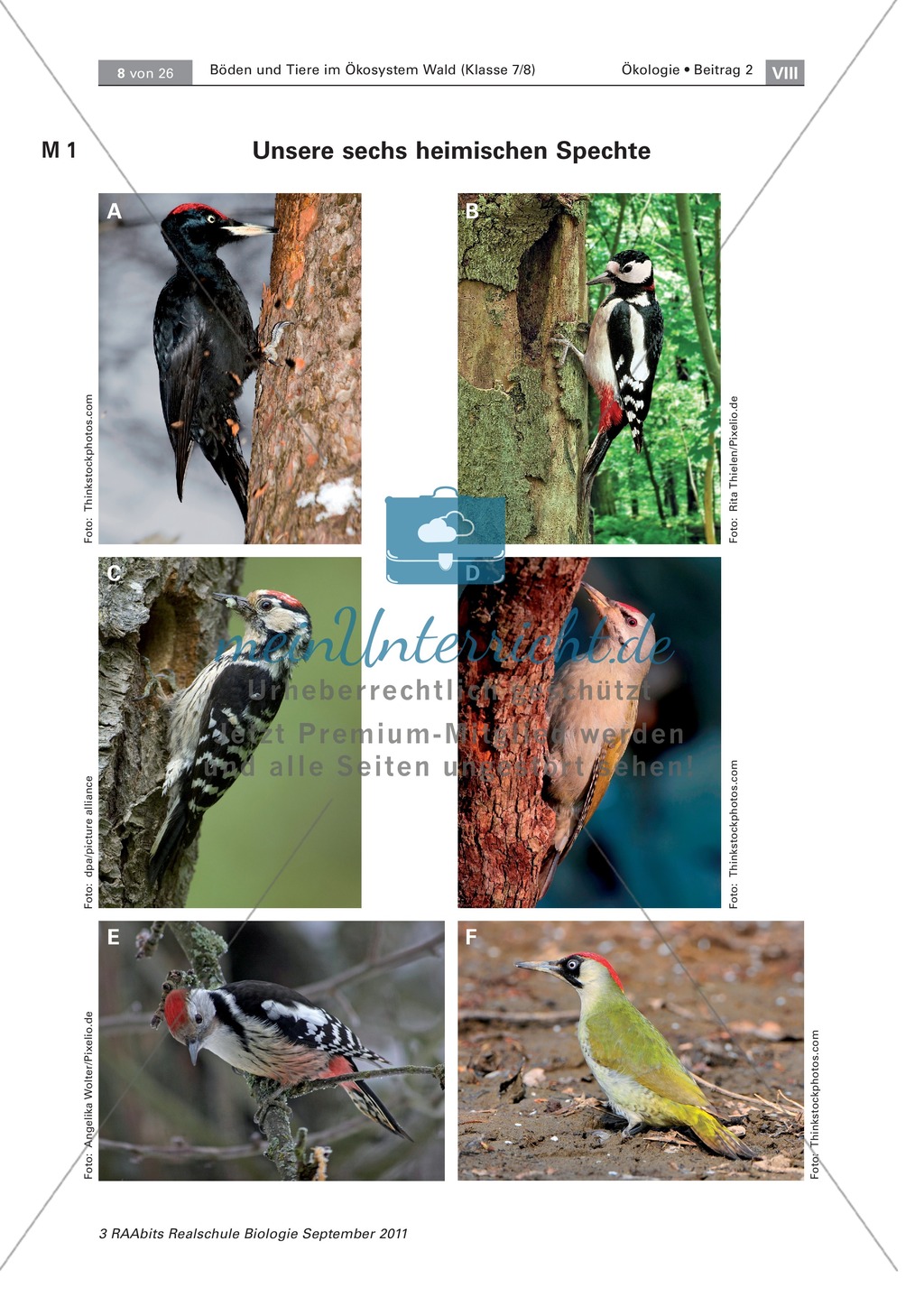 spechte und ihre kologische nischen im wald modelle beschriftung preview 0 - Okologische Nische Beispiel spechte und ihre kologische nischen im wald modelle beschriftung preview 0 - Okologische Nische Beispiel