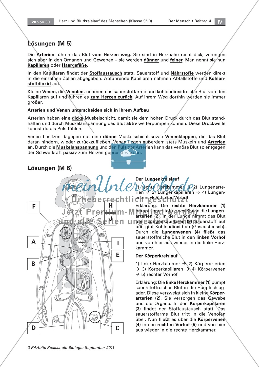 Zwei Kreisläufe des menschlichen Herzens: Lückentext, Beschriften Preview 4