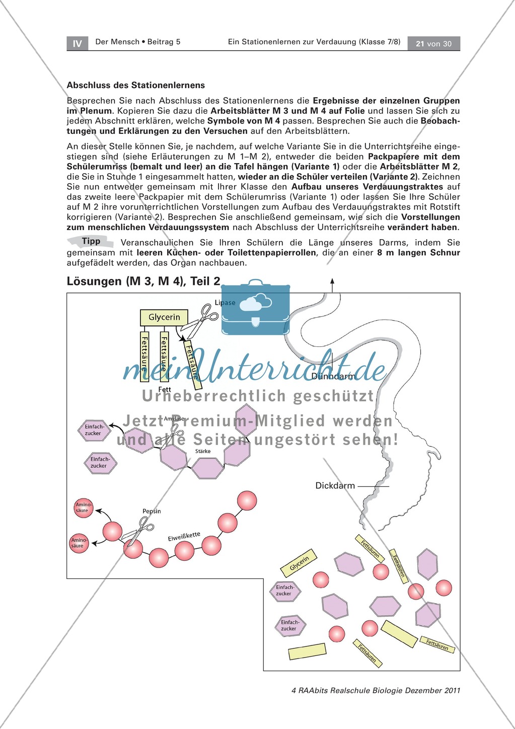 Leber und Bauchspeicheldrüse: Text, Versuch Preview 6