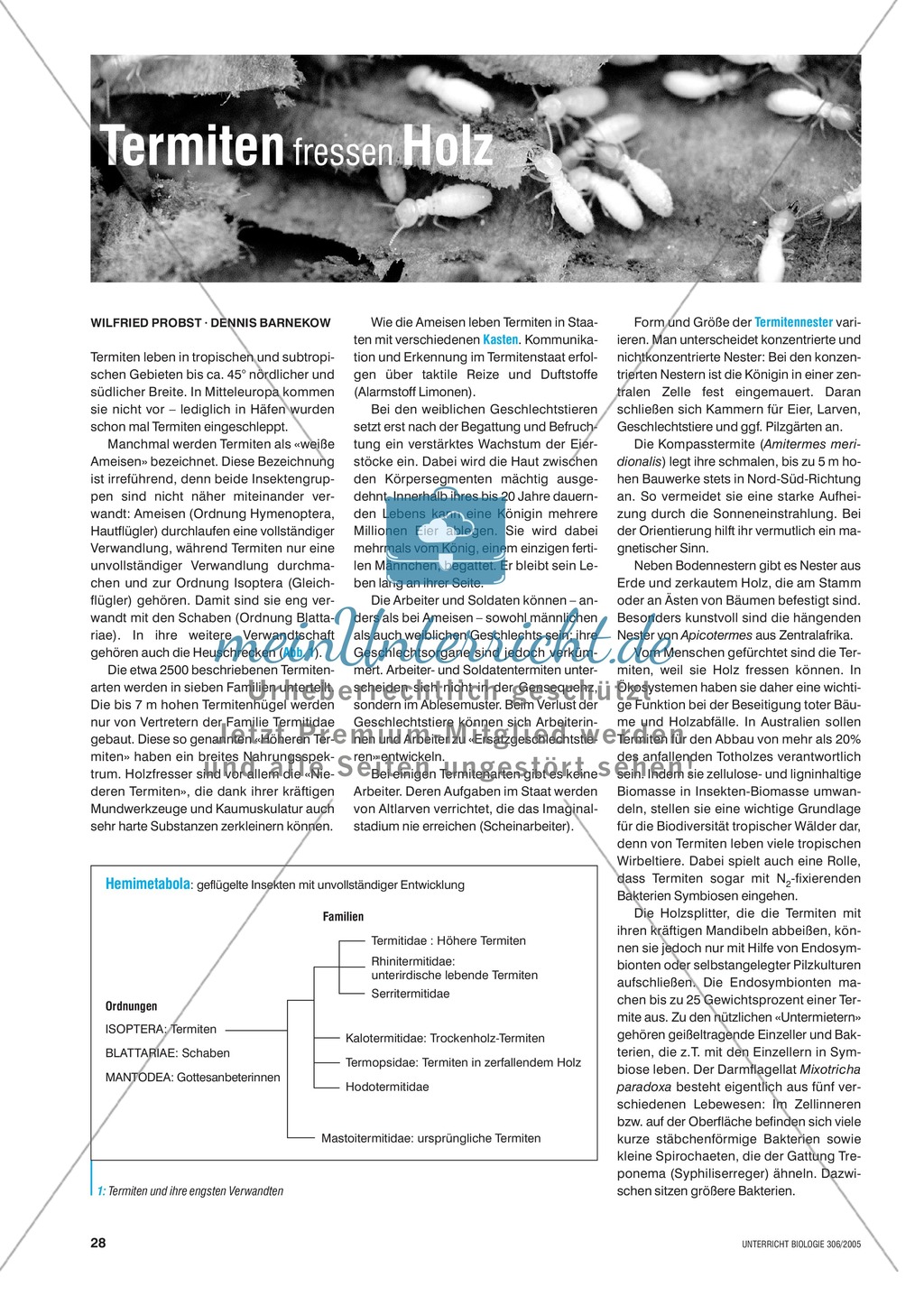 Die Lebensräume von Termiten und ihr Hauptnahrungsmittel Holz. Mit didaktischen Erläuterungen. Preview 1