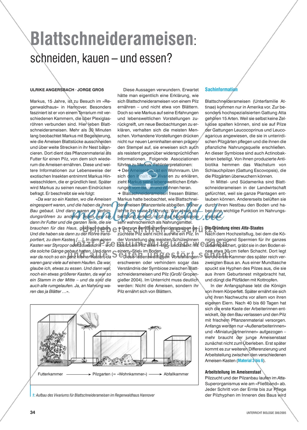 Die Symbiose zwischen Blattschneiderameise und Pilz. Mit didaktischen Erläuterungen. Preview 1