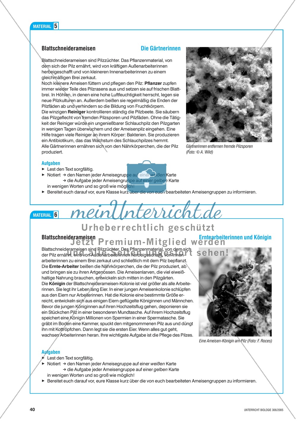 Die Symbiose zwischen Blattschneiderameise und Pilz. Mit didaktischen Erläuterungen. Preview 7