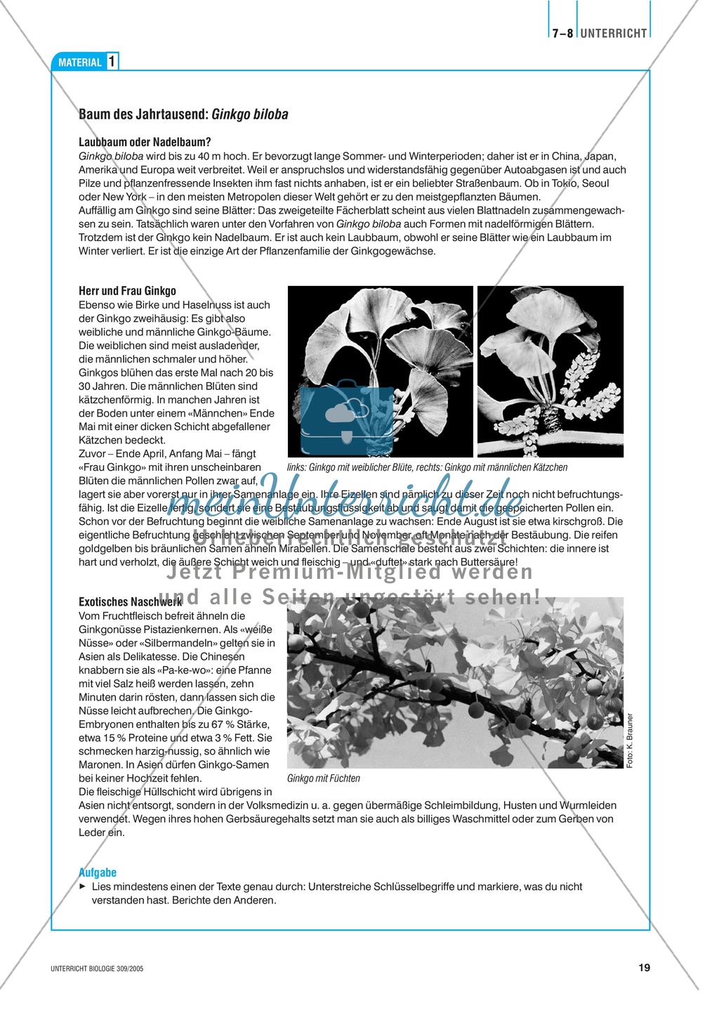 Arzneimittel: Eigenschaften und Heilwirkungen des Ginkgo biloba. Mit didaktischen Erläuterungen. Preview 3