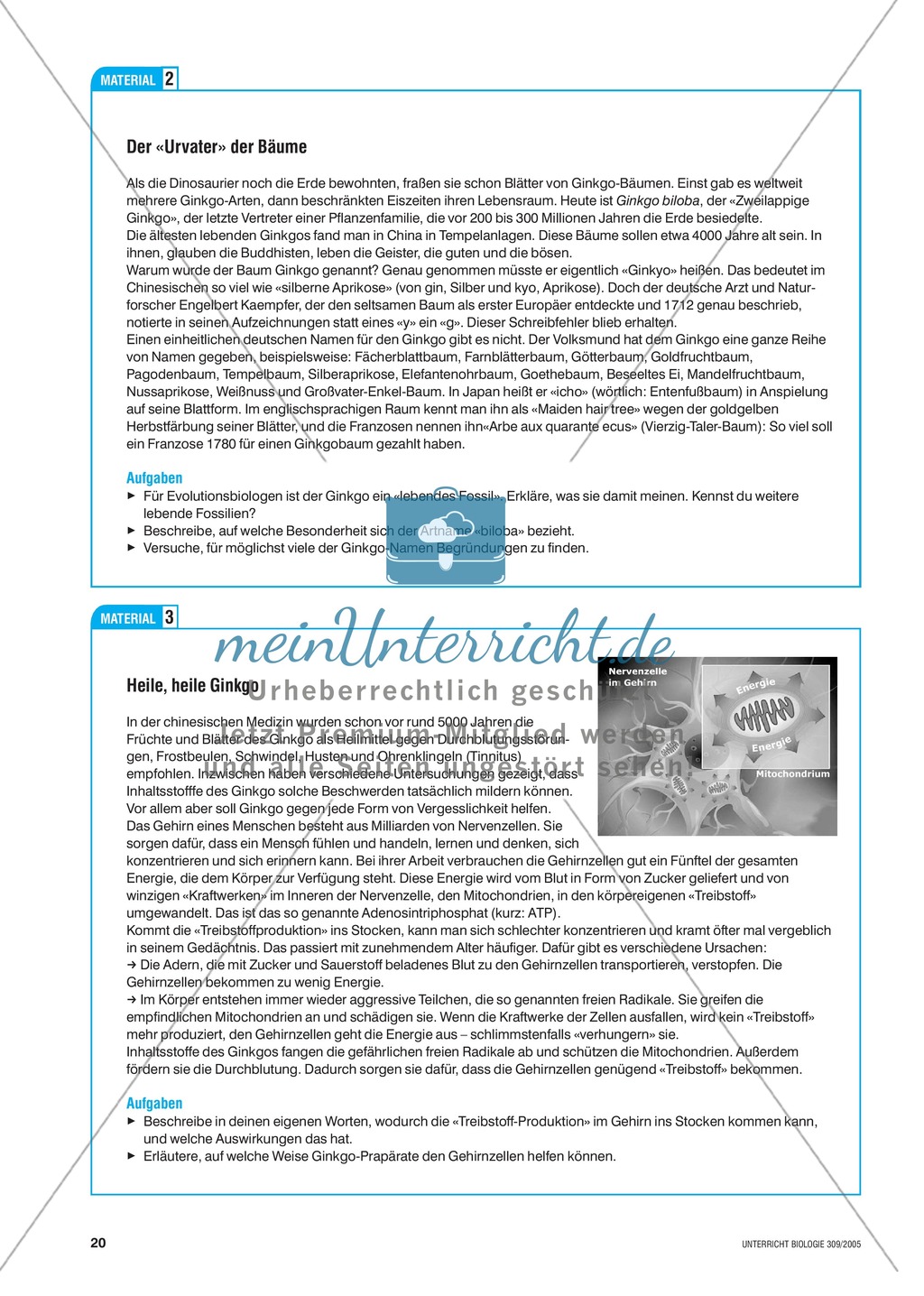 Arzneimittel: Eigenschaften und Heilwirkungen des Ginkgo biloba. Mit didaktischen Erläuterungen. Preview 4