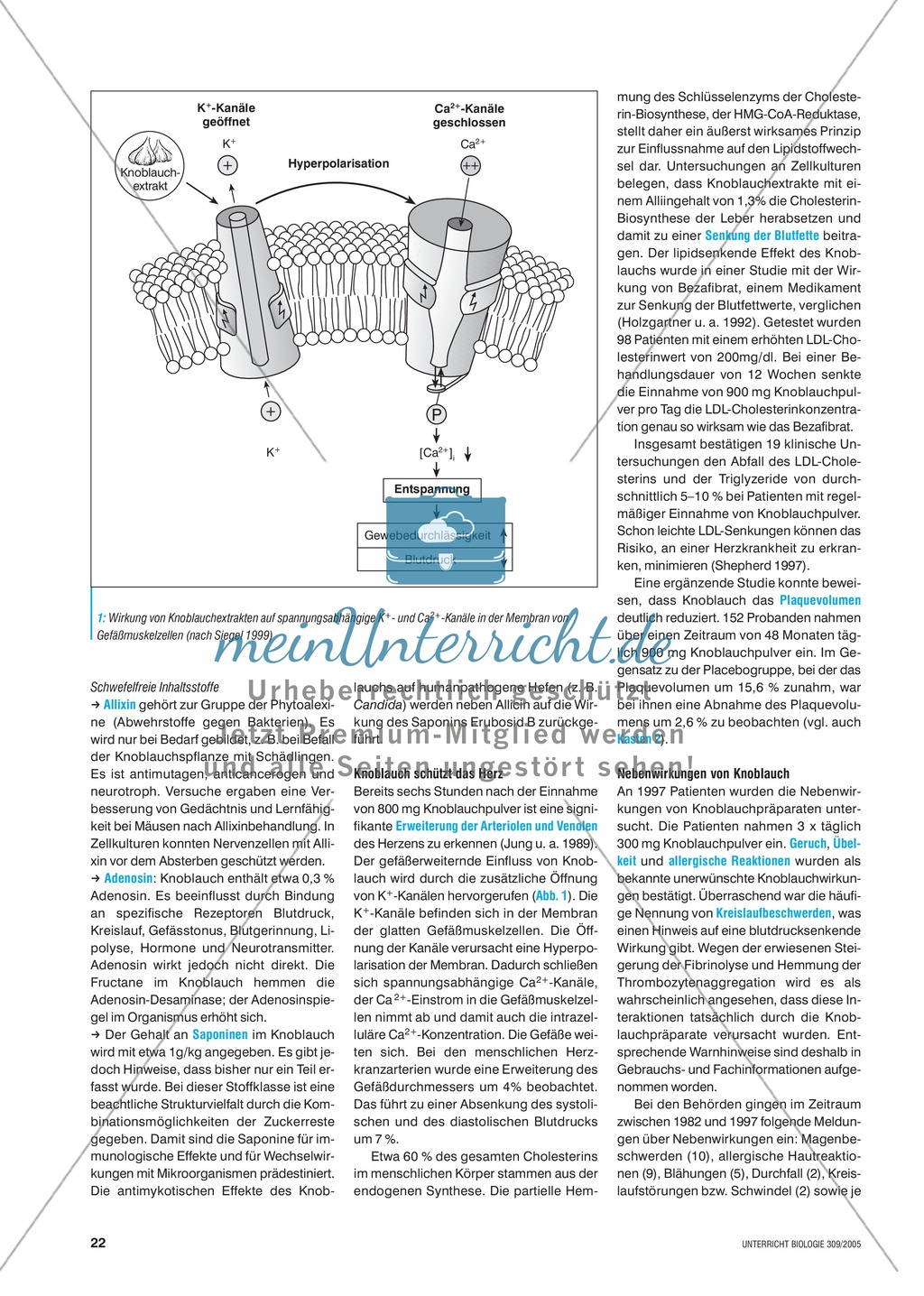 Arzneimittel: Das Wirkungsspektrum des Knoblauchs als Medizin. Mit didaktischen Erläuterungen. Preview 2