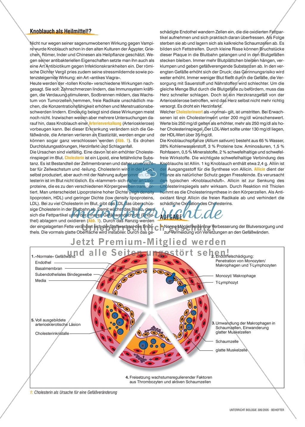 Arzneimittel: Das Wirkungsspektrum des Knoblauchs als Medizin. Mit didaktischen Erläuterungen. Preview 4