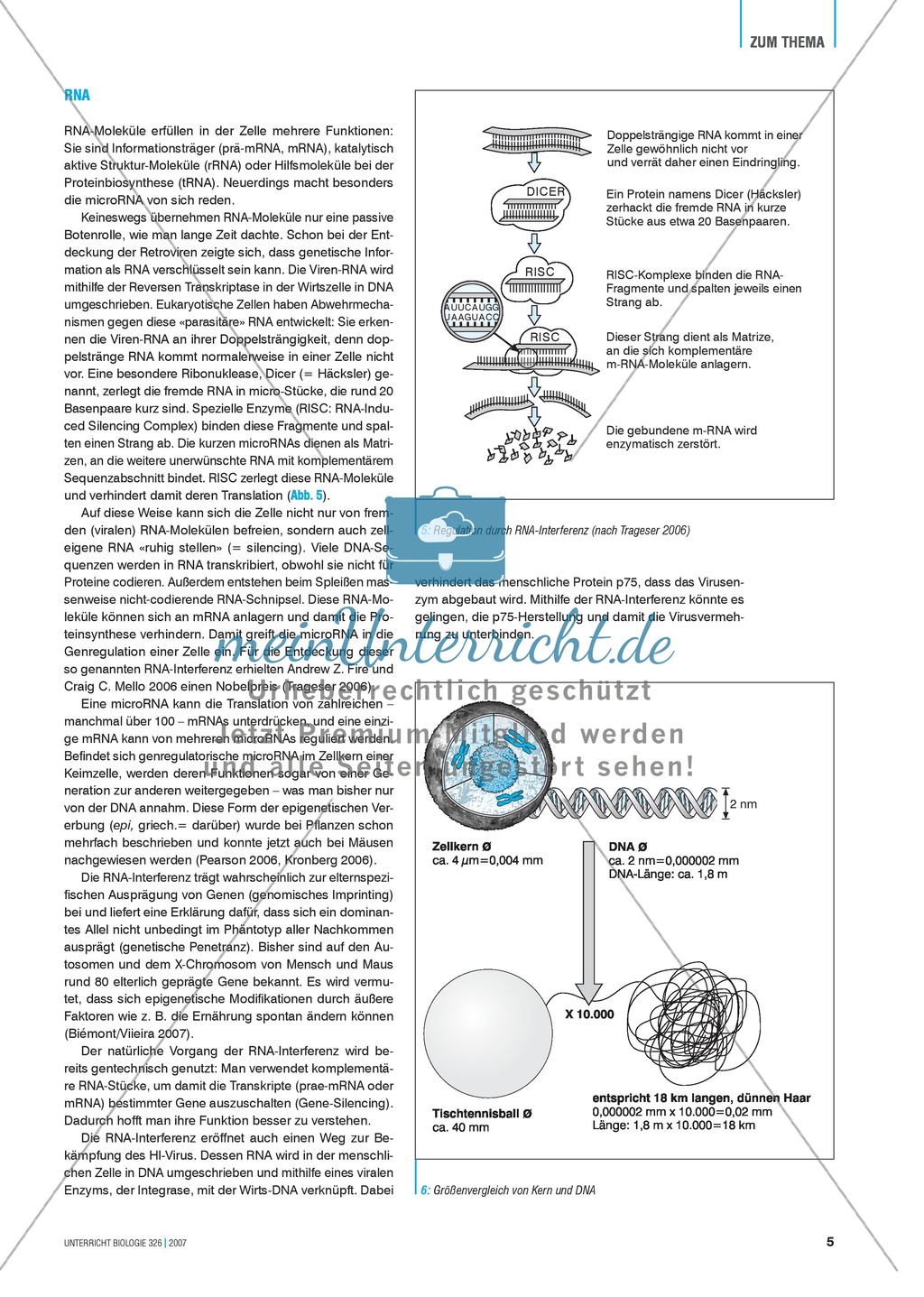 Basisartikel: Chromosomen und Gene Preview 4