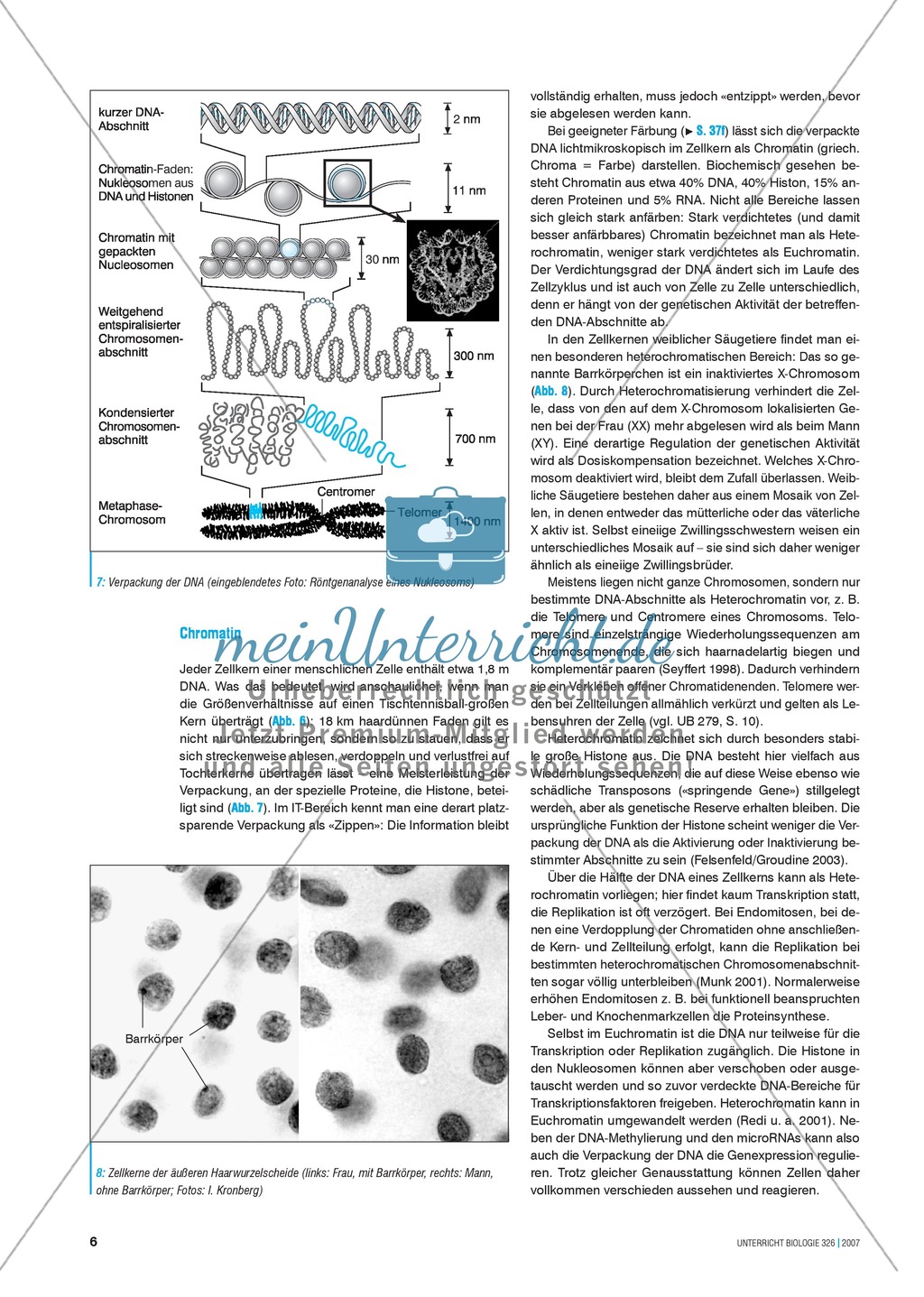 Basisartikel: Chromosomen und Gene Preview 5