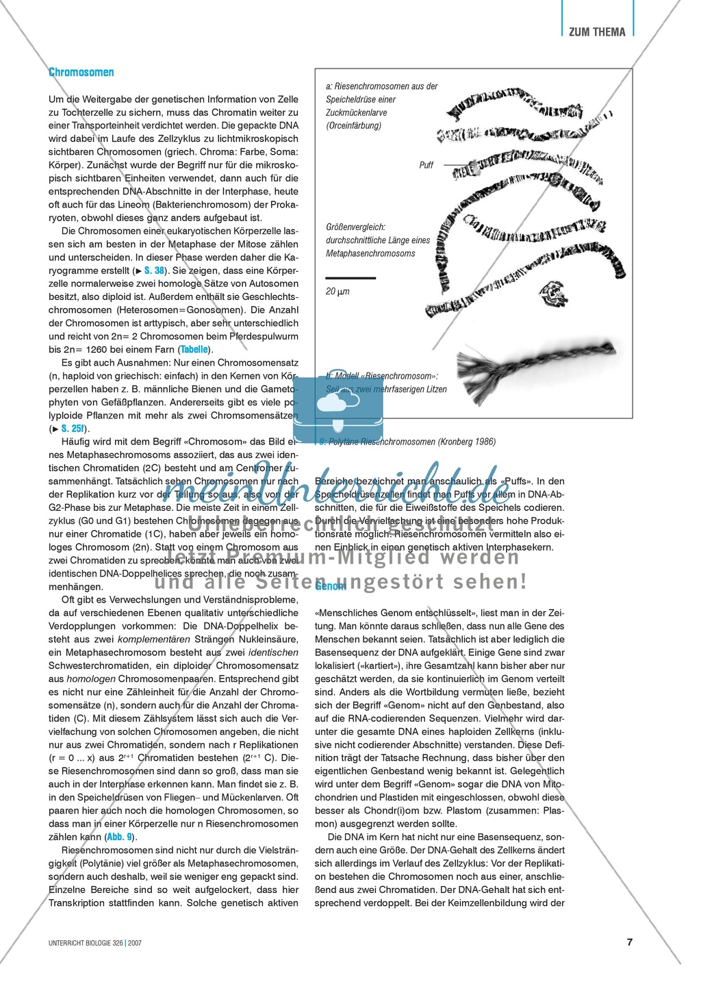 Basisartikel: Chromosomen und Gene Preview 6