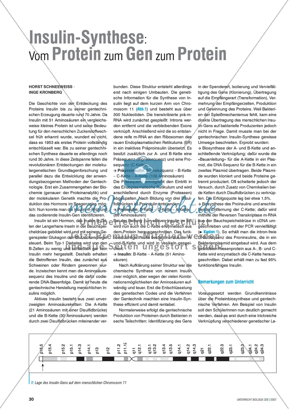 Insulin-Synthese: Vom Protein zum Gen zum Protein Preview 1