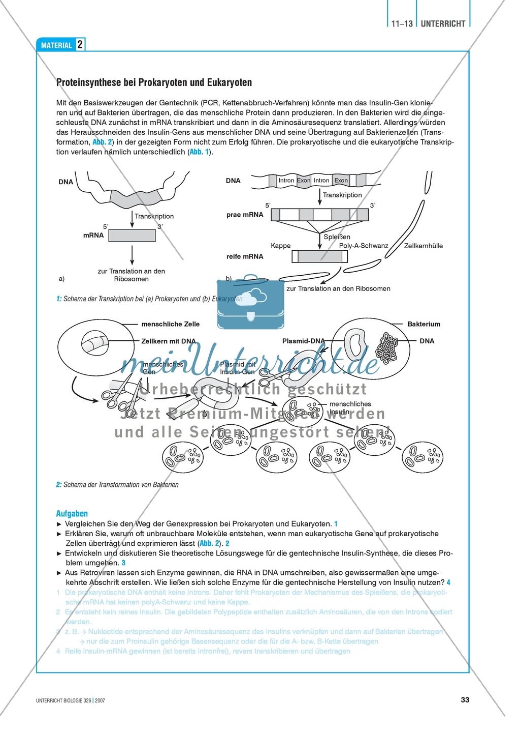 Insulin-Synthese: Vom Protein zum Gen zum Protein Preview 4