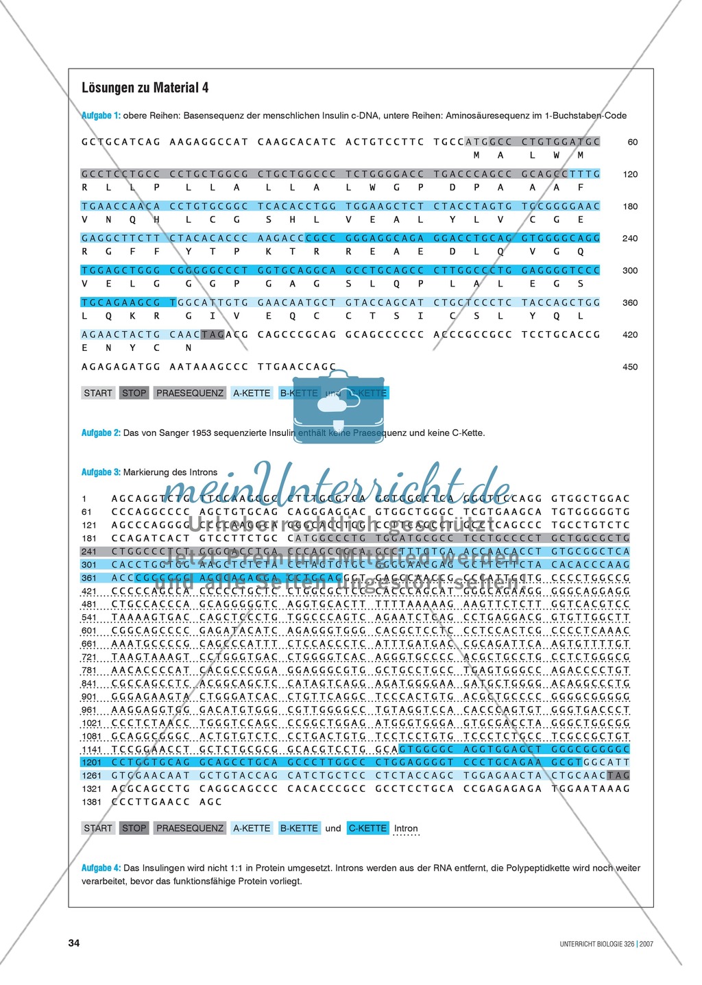 Insulin-Synthese: Vom Protein zum Gen zum Protein Preview 5