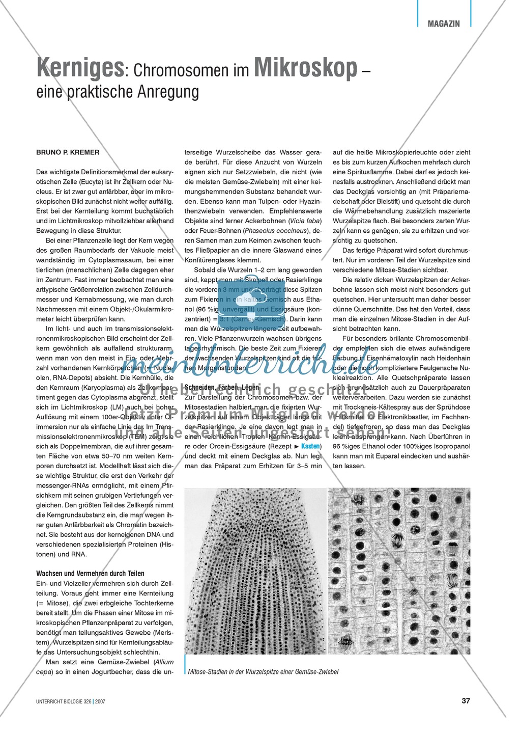 Kerniges: Chromosomen im Mikroskop - eine praktische Anregung Preview 1