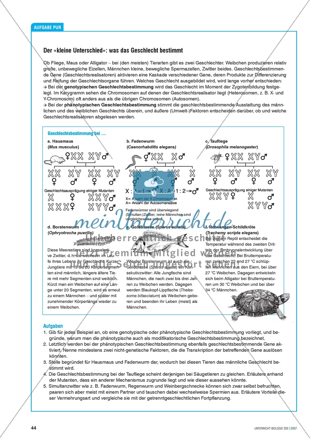 Genetik: Aufgaben zur genotypischen und phänotypischen Geschlechtsbestimmung Preview 1