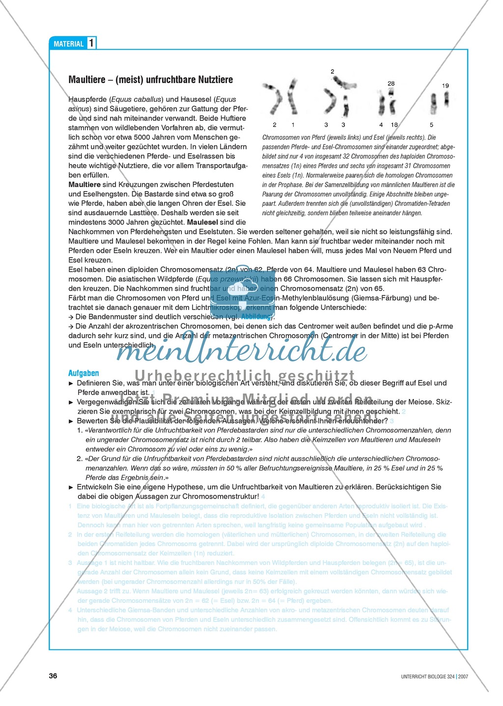 Sterile Nachkommen: Genetische Grundlagen der Art-Isolation zwischen Pferd und Esel. Preview 2