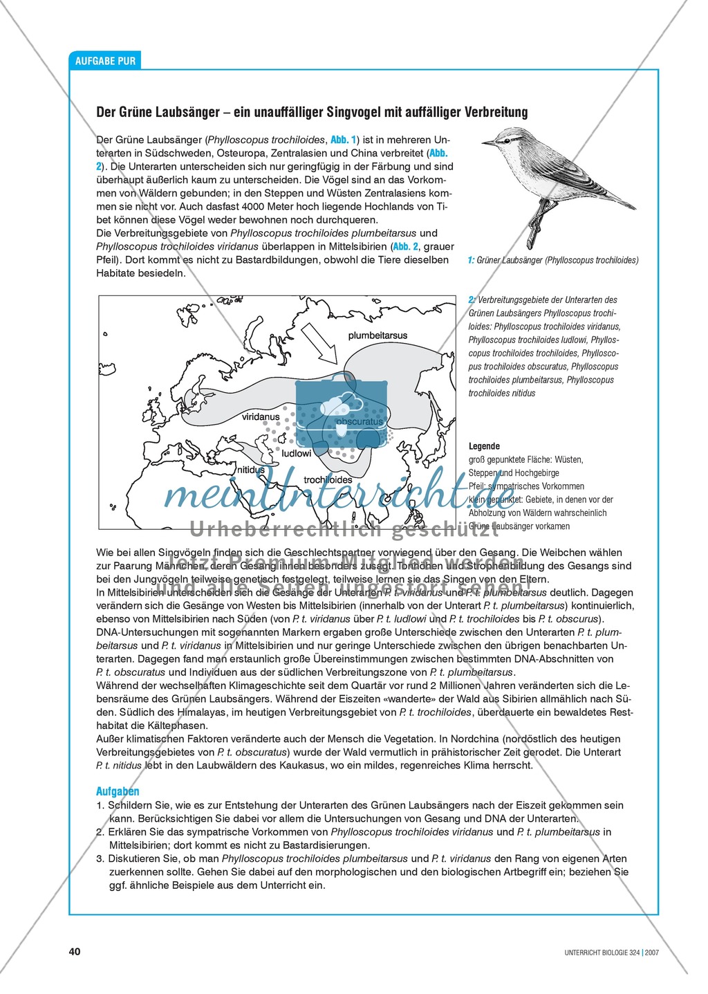 Der grüne Laubsänger - ein unauffälliger Singvogel mit auffälliger Verbreitung Preview 1