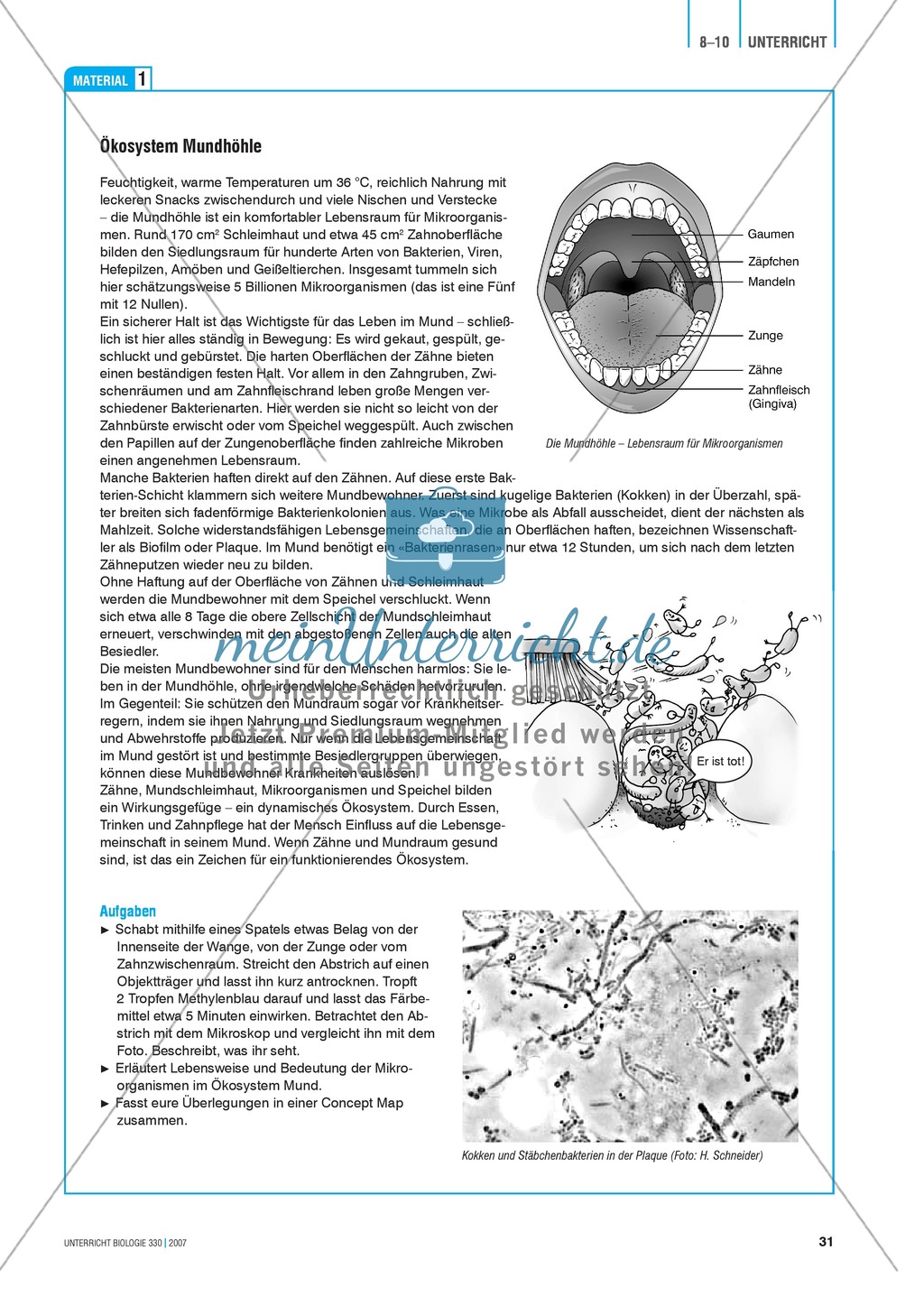Gesundheit: Dentale Fitness - das Ökosystem Mundhöhle - Info-Text und Aufgaben Preview 3