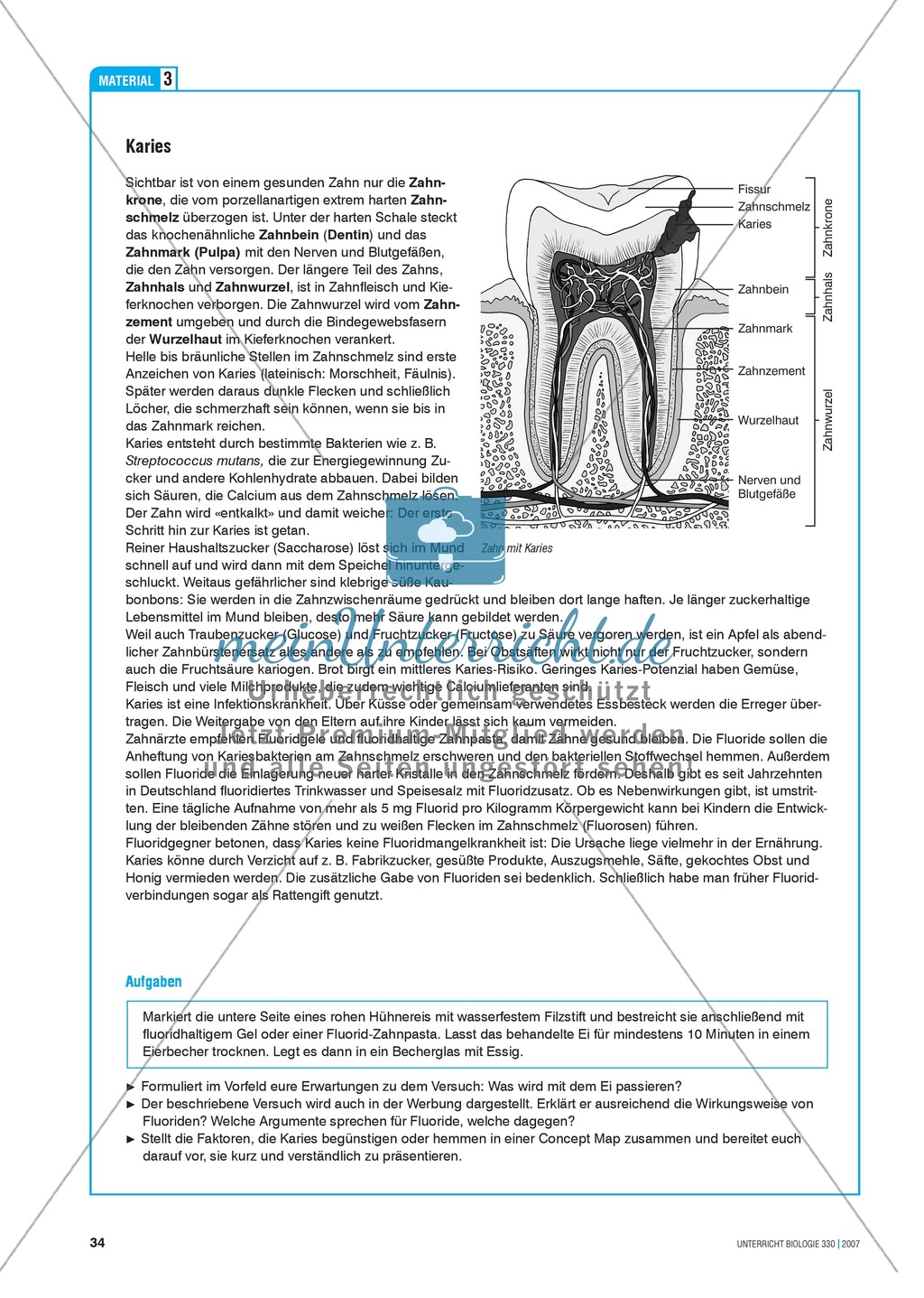 Gesundheit: Dentale Fitness - das Ökosystem Mundhöhle - Info-Text und Aufgaben Preview 6